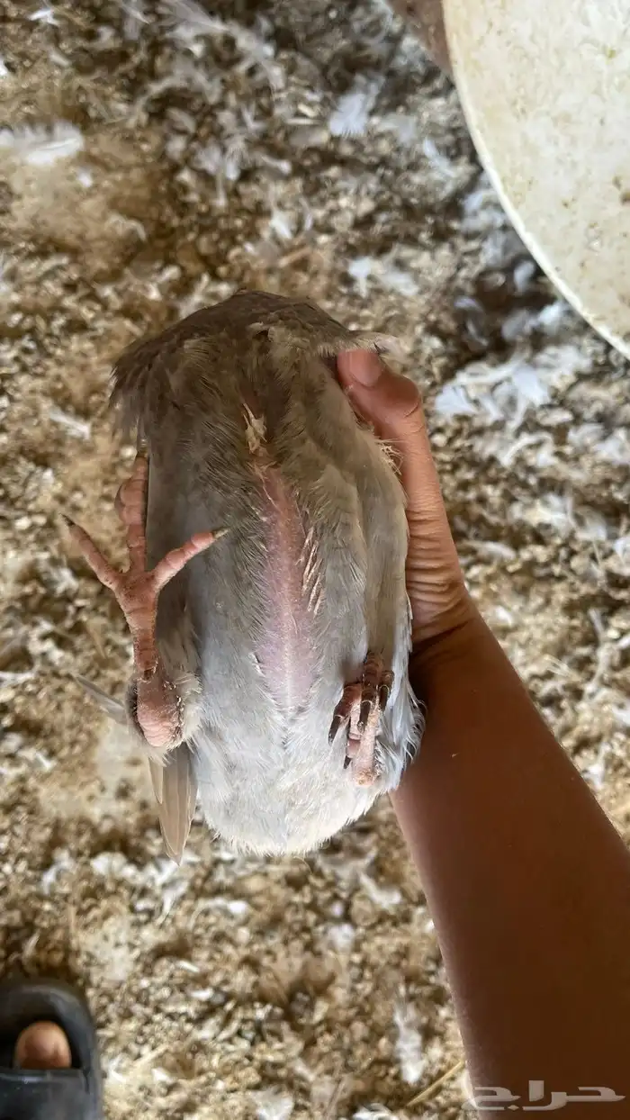 فروخ حمام فرنسي جامبو للبيع 7