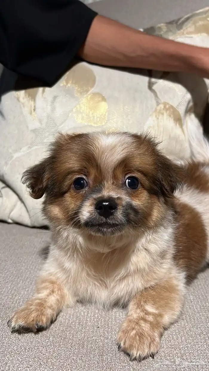 بومريان و شيتزو عمره شهرين يحب العب و معه اغراضه صحته ممتاز 0