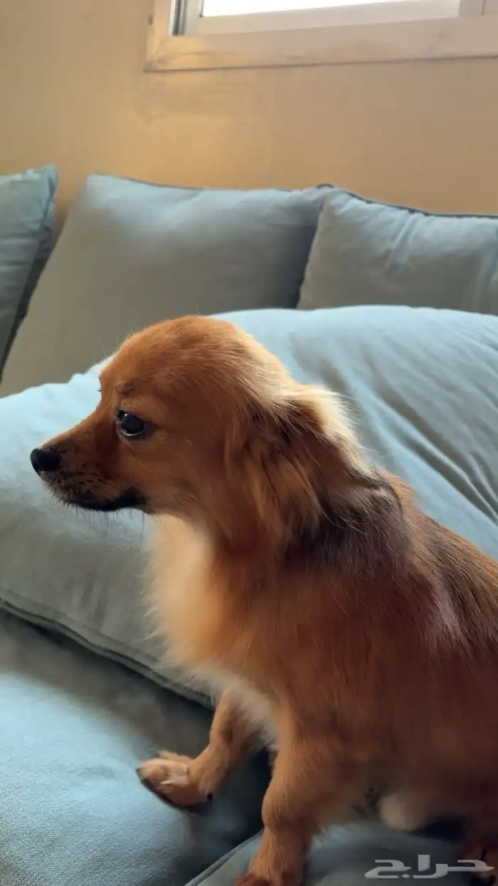 كلب للتبني 2