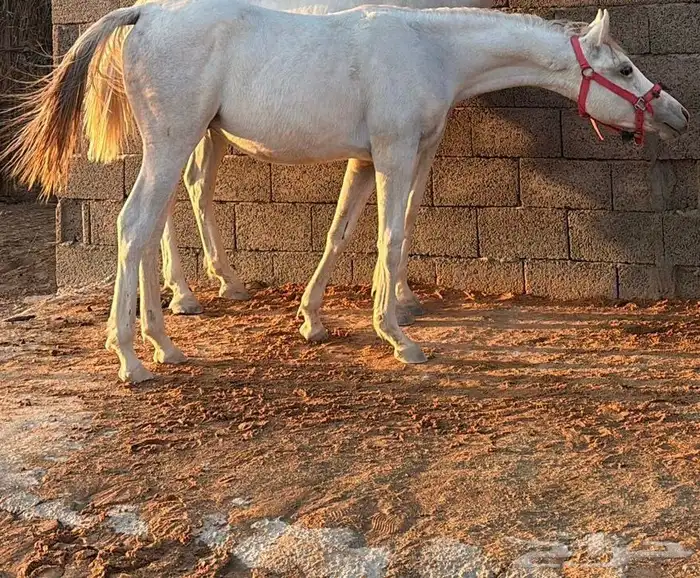 فرس شعبيه شيخه رفيعه تحتها مهر 2