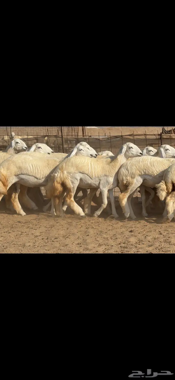 رخال حرية حرش عددها 35 2