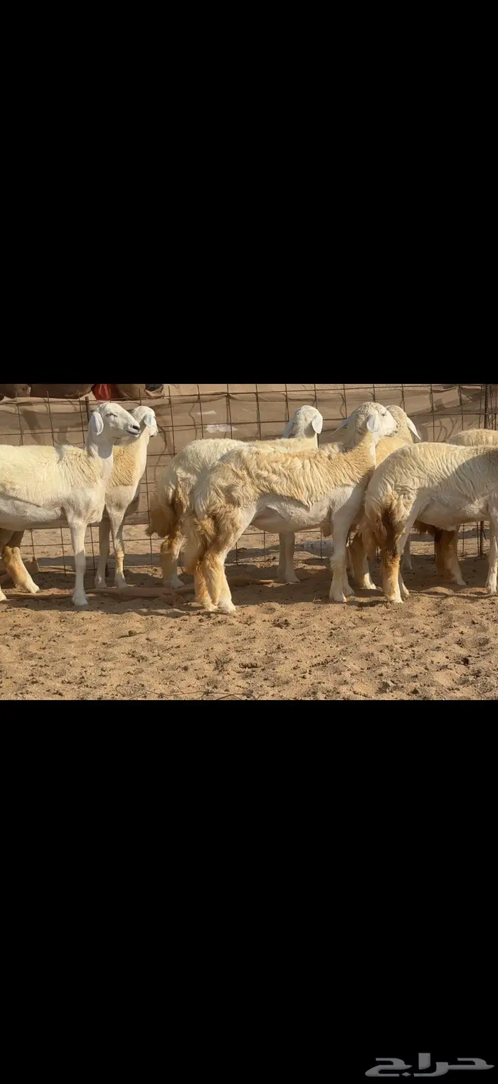 رخال حرية حرش عددها 35 0