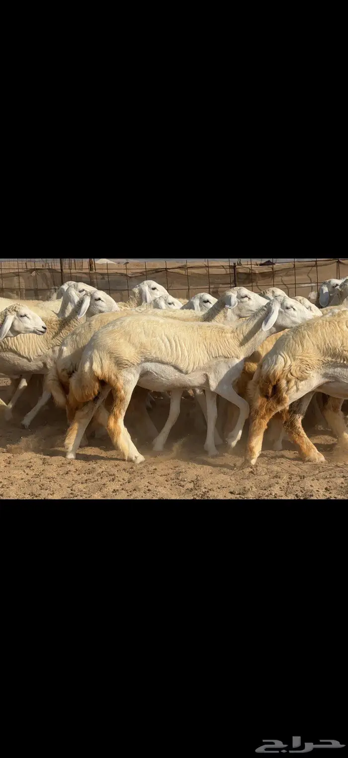 رخال حرية حرش عددها 35 1