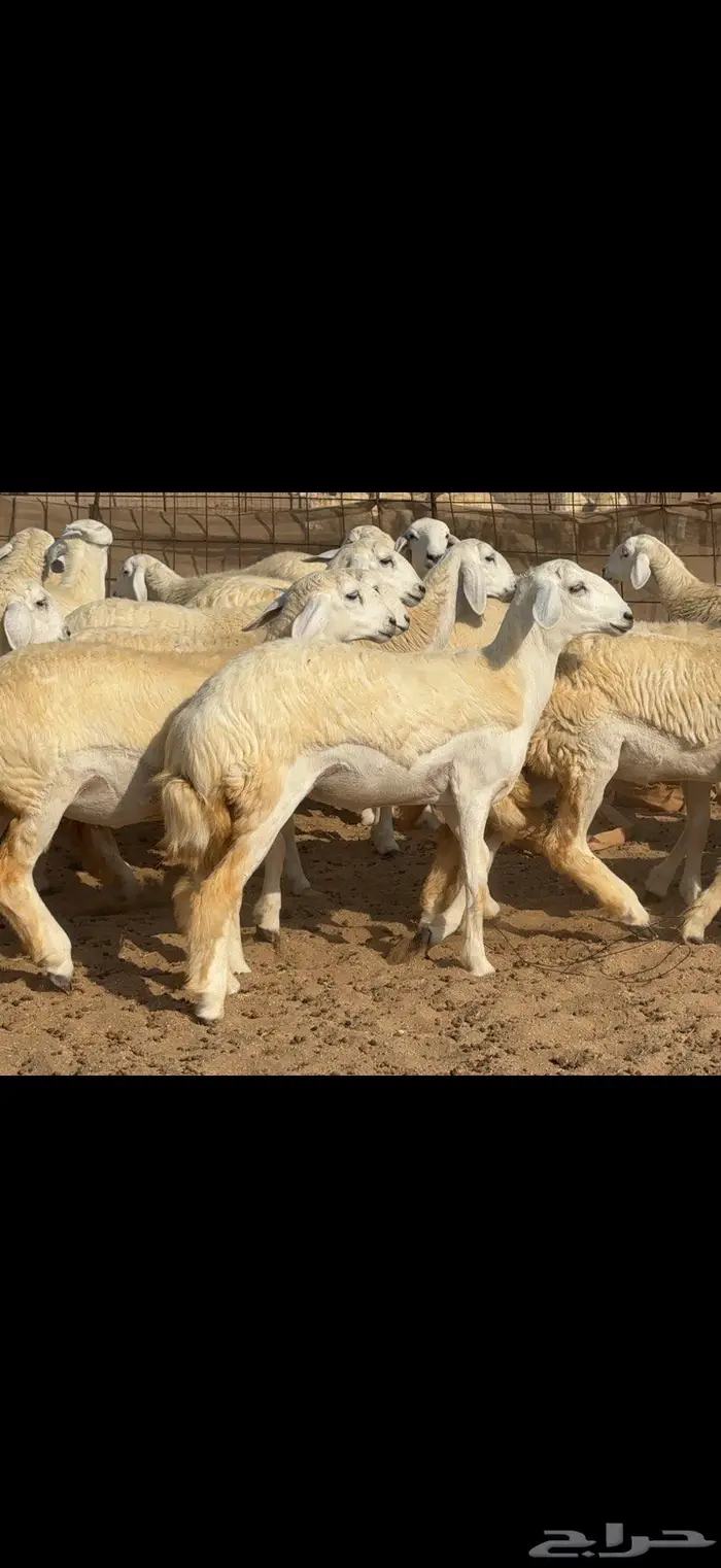 رخال حرية حرش عددها 35 4