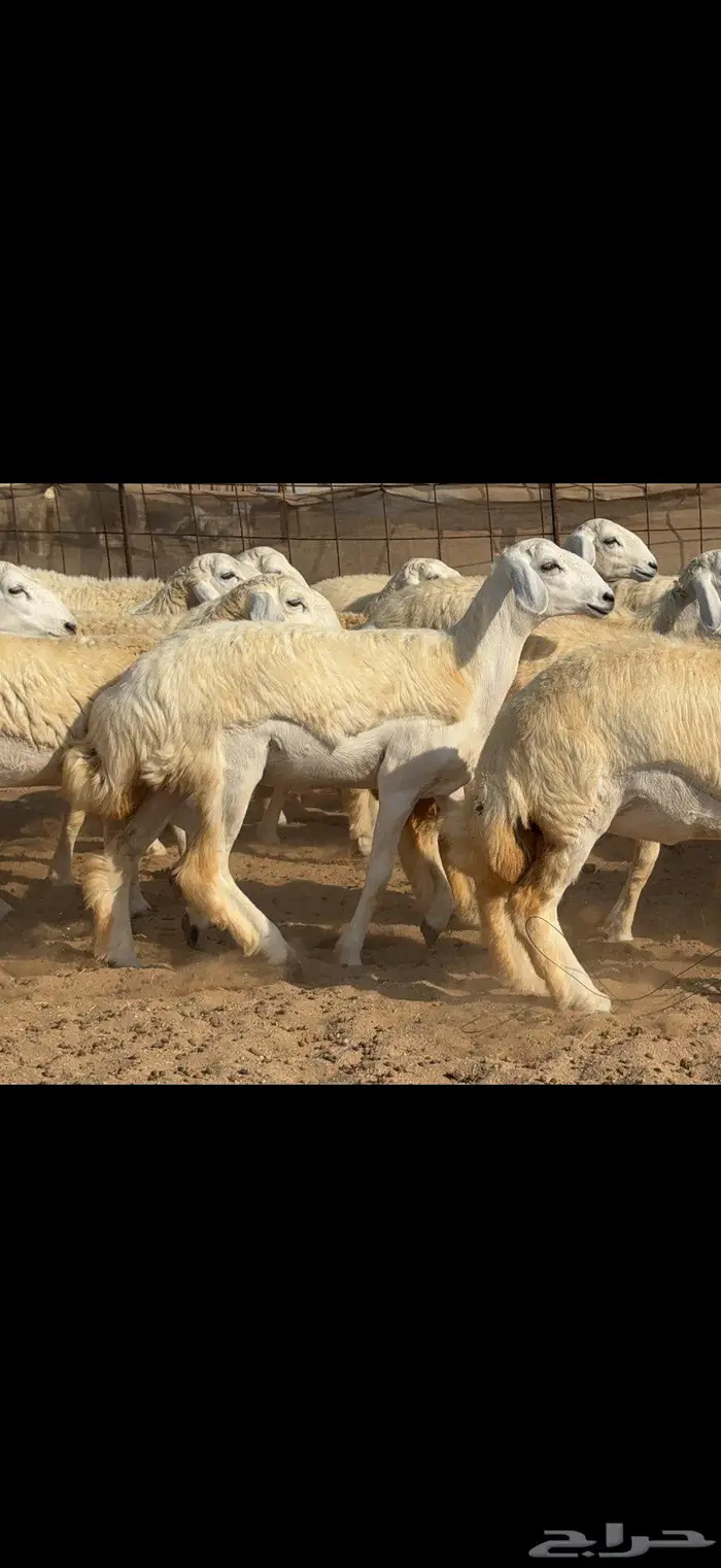 رخال حرية حرش عددها 35 5