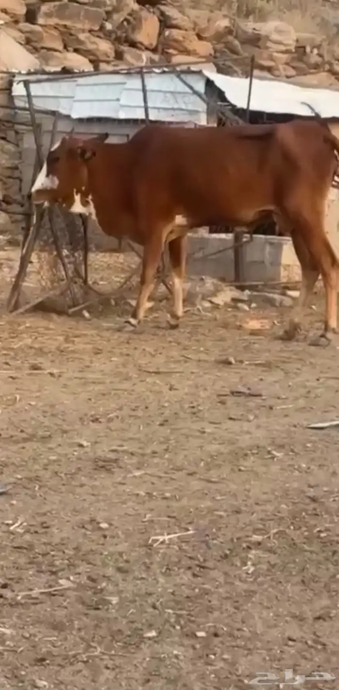 بقره تحتها حسيله 0