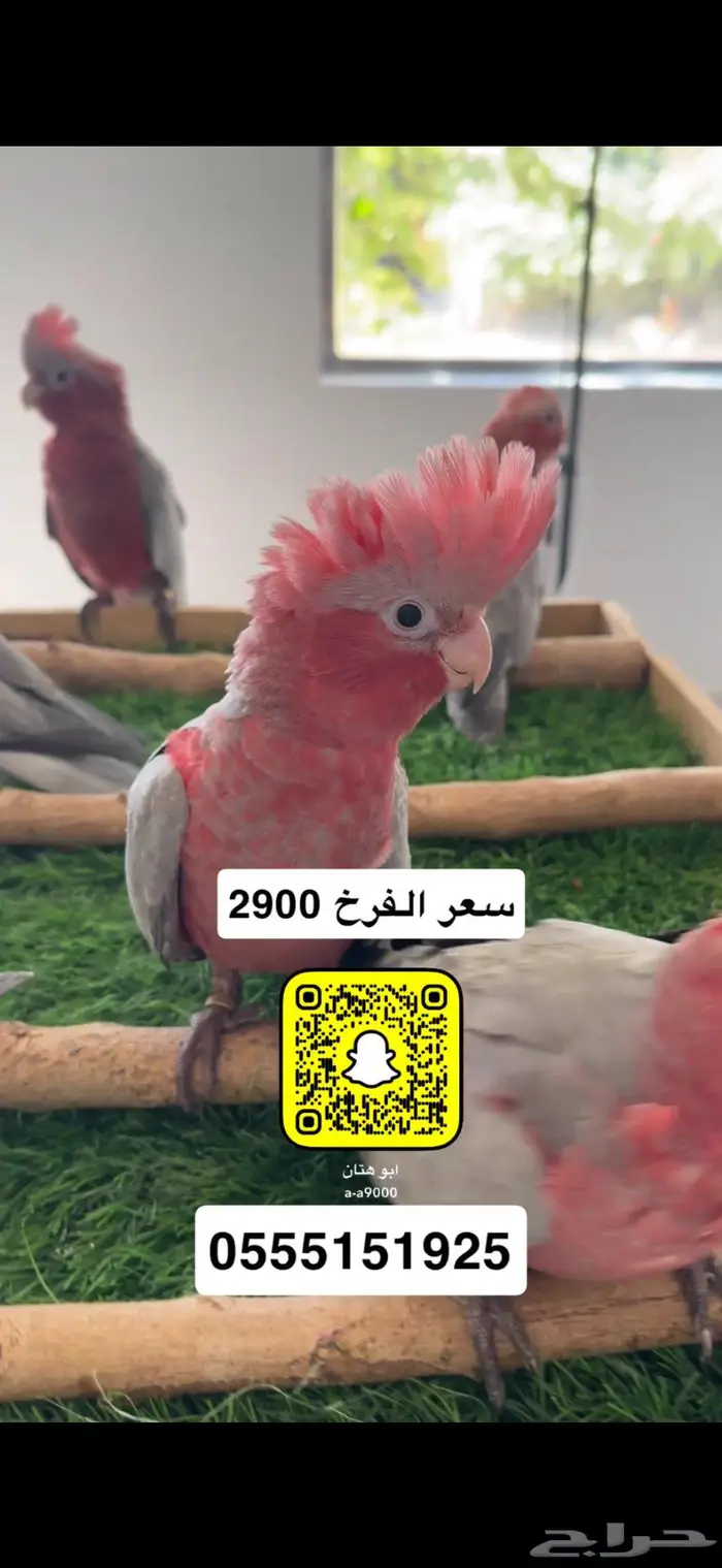 كوكاتو قالا 0