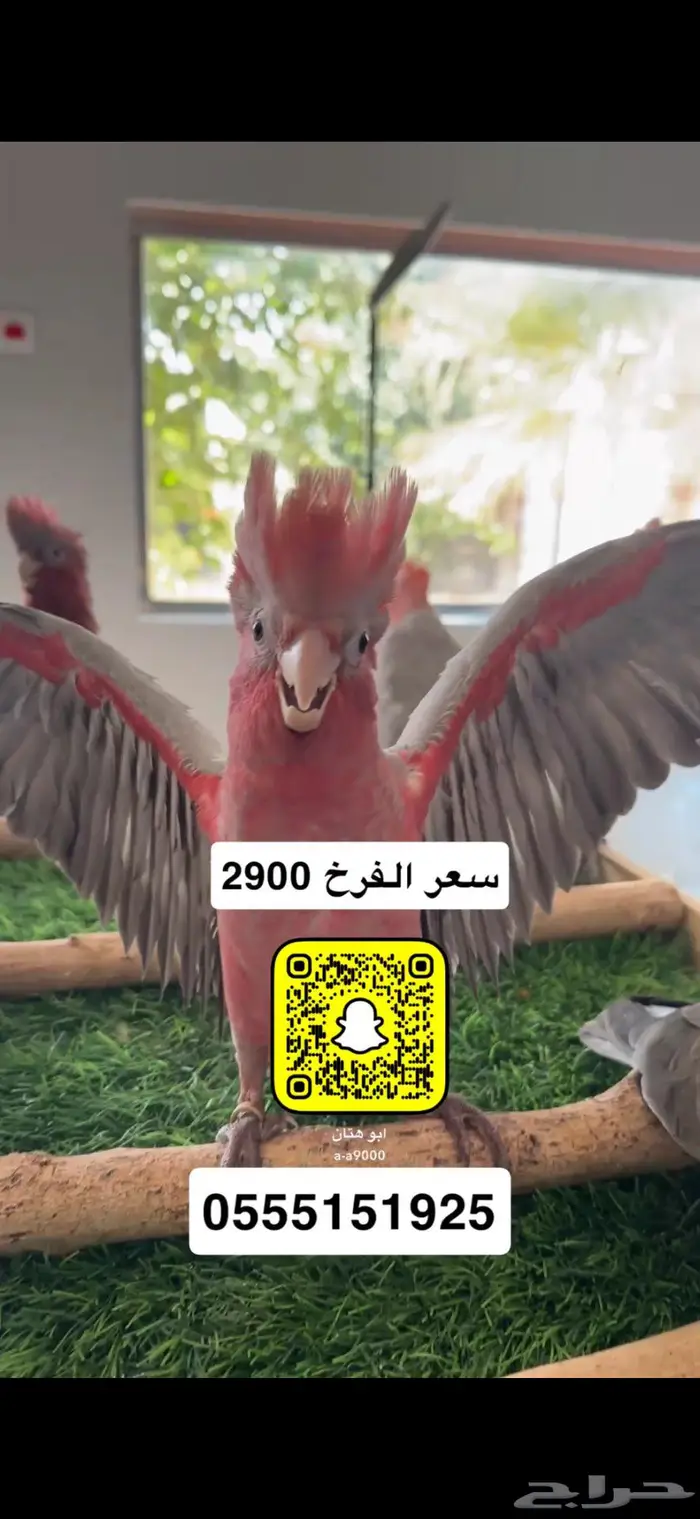 كوكاتو قالا 1