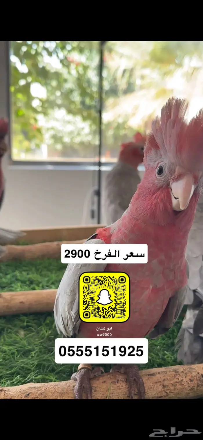 كوكاتو قالا 2