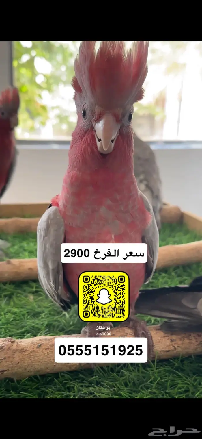 كوكاتو قالا 3