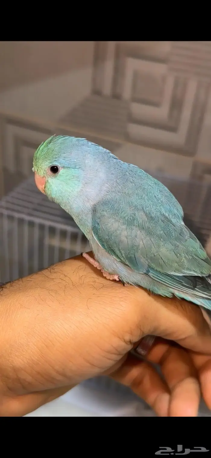 يوجد بغبغاء ميني روز بارتوليت 1