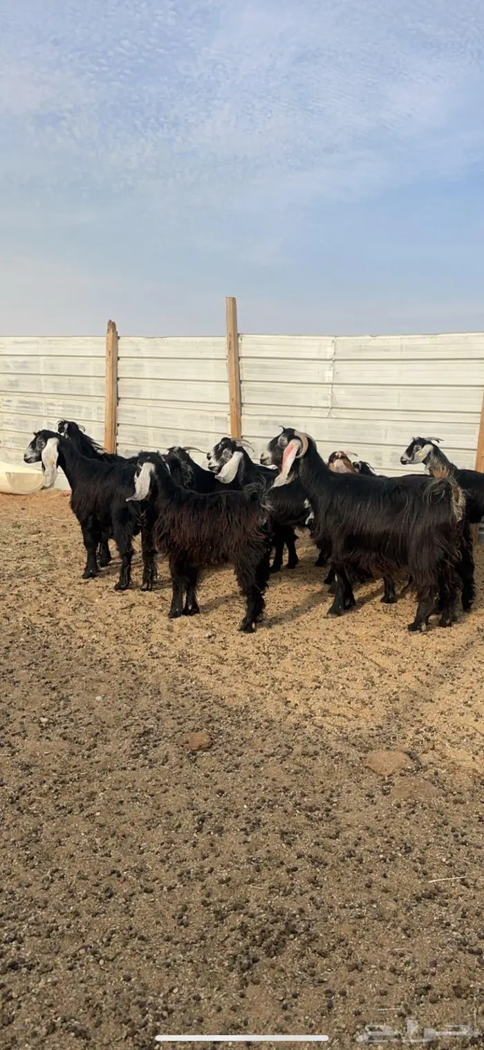 معزا دفيع للبيع 4