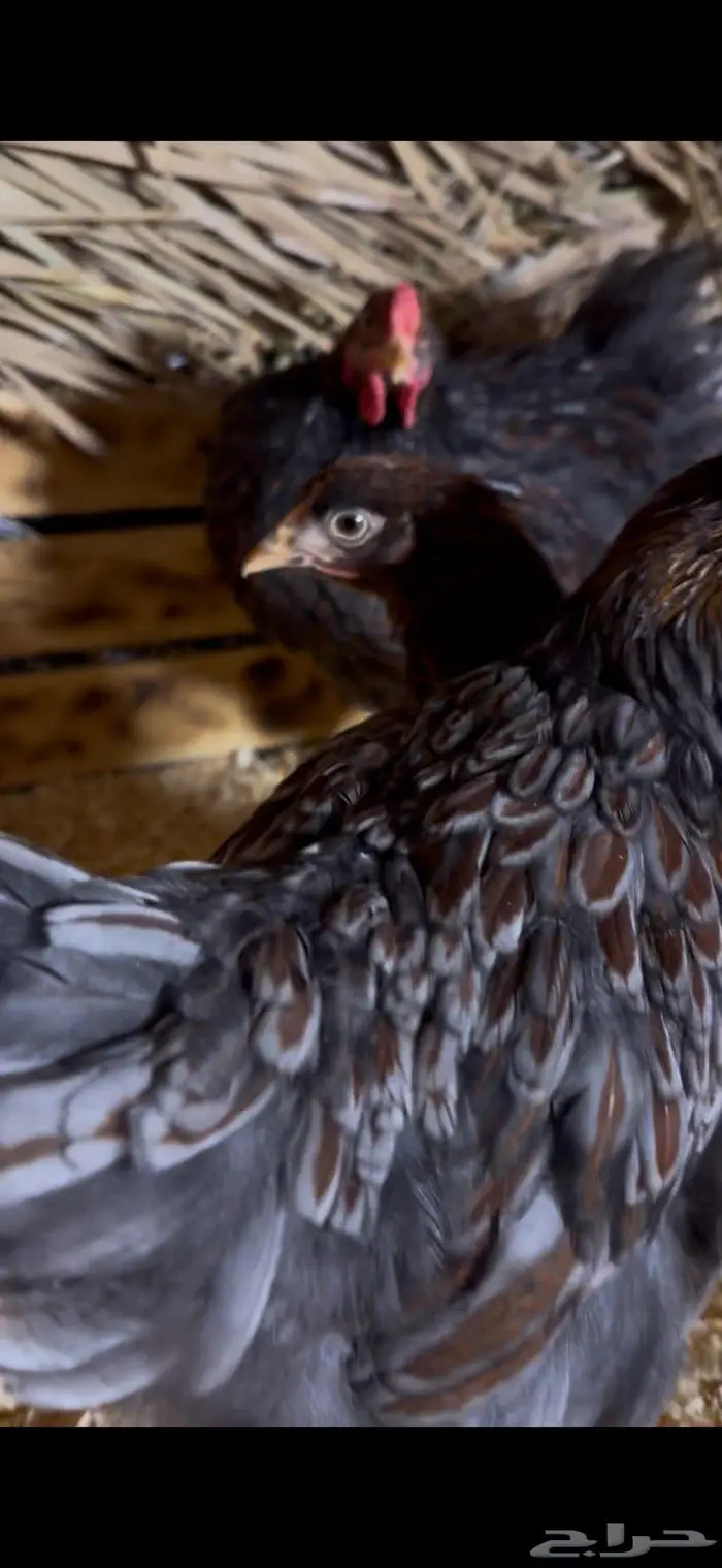 بشاير وين دوت بلو بارت 1