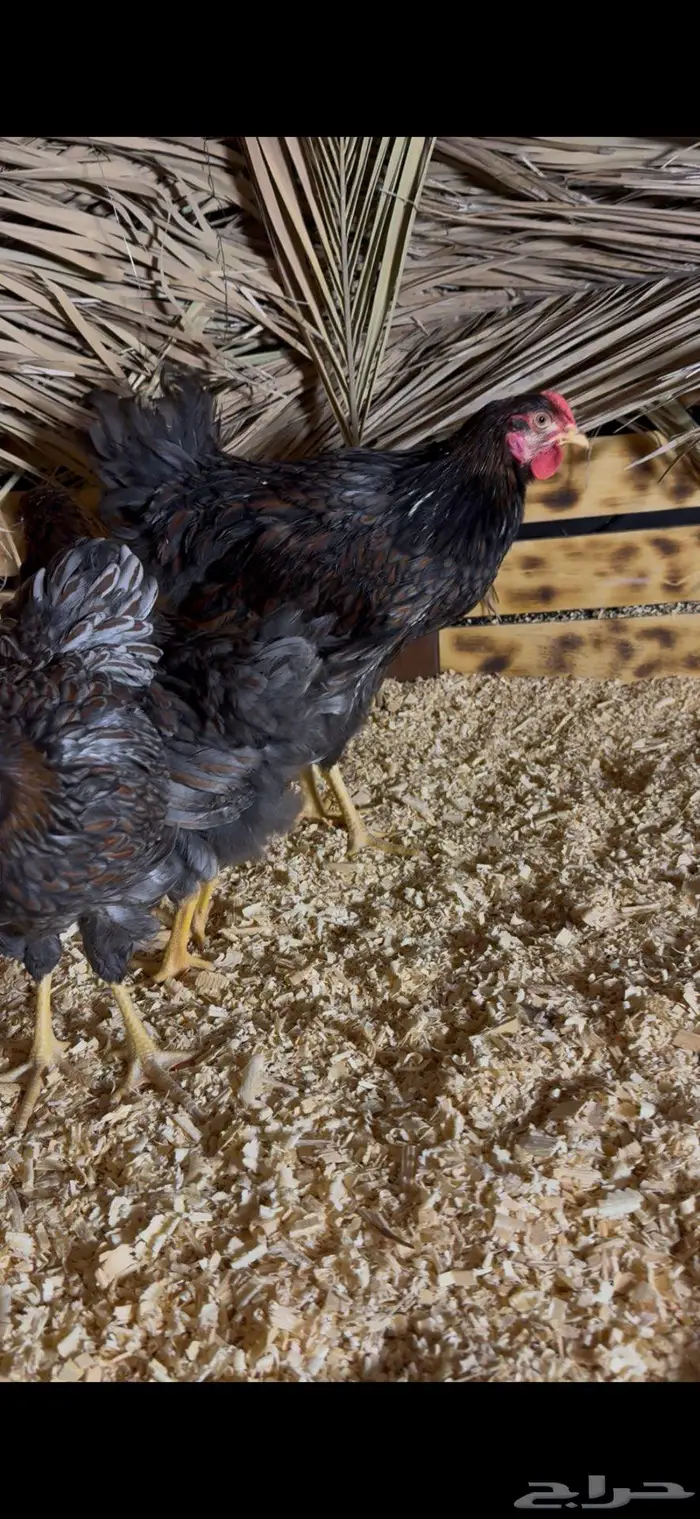 بشاير وين دوت بلو بارت 2