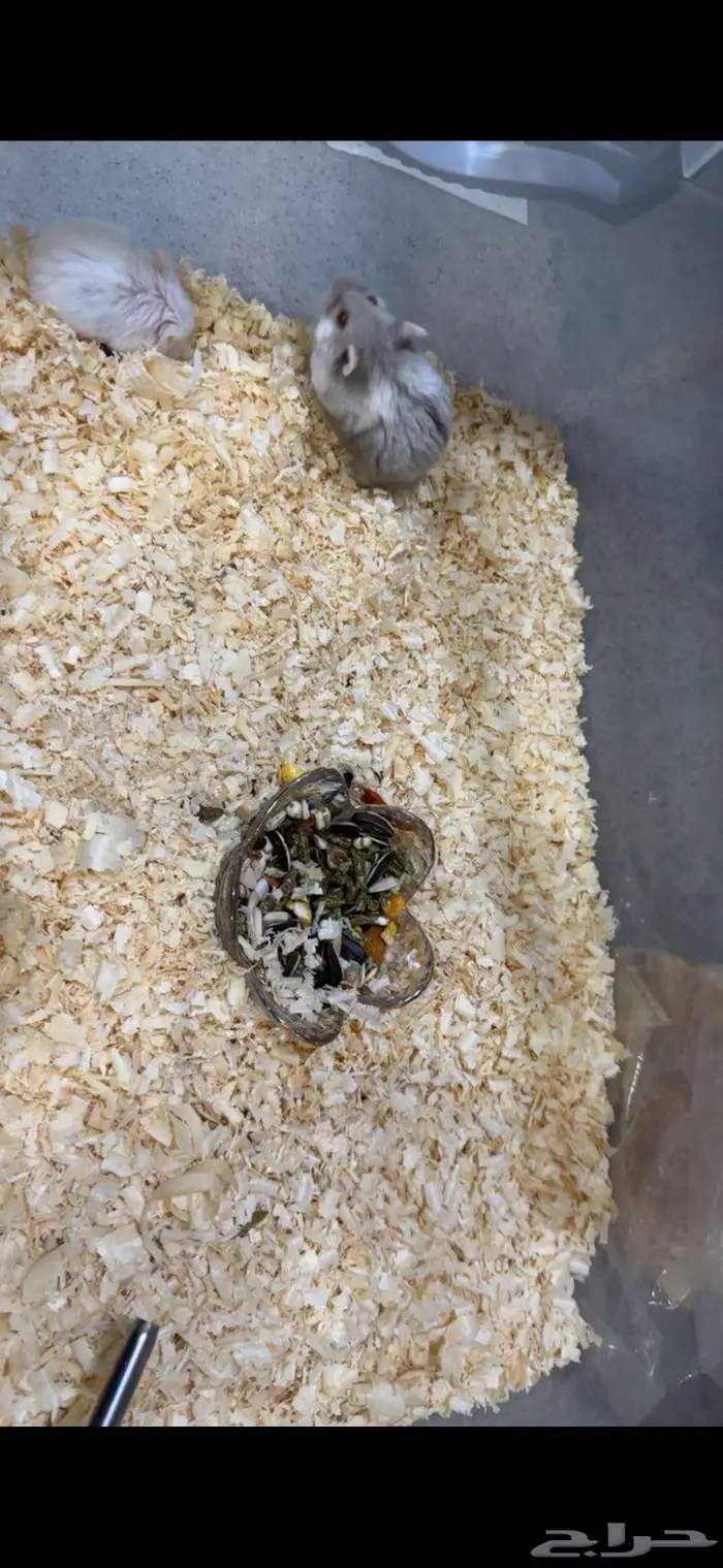 زوج هامستر روسي 1