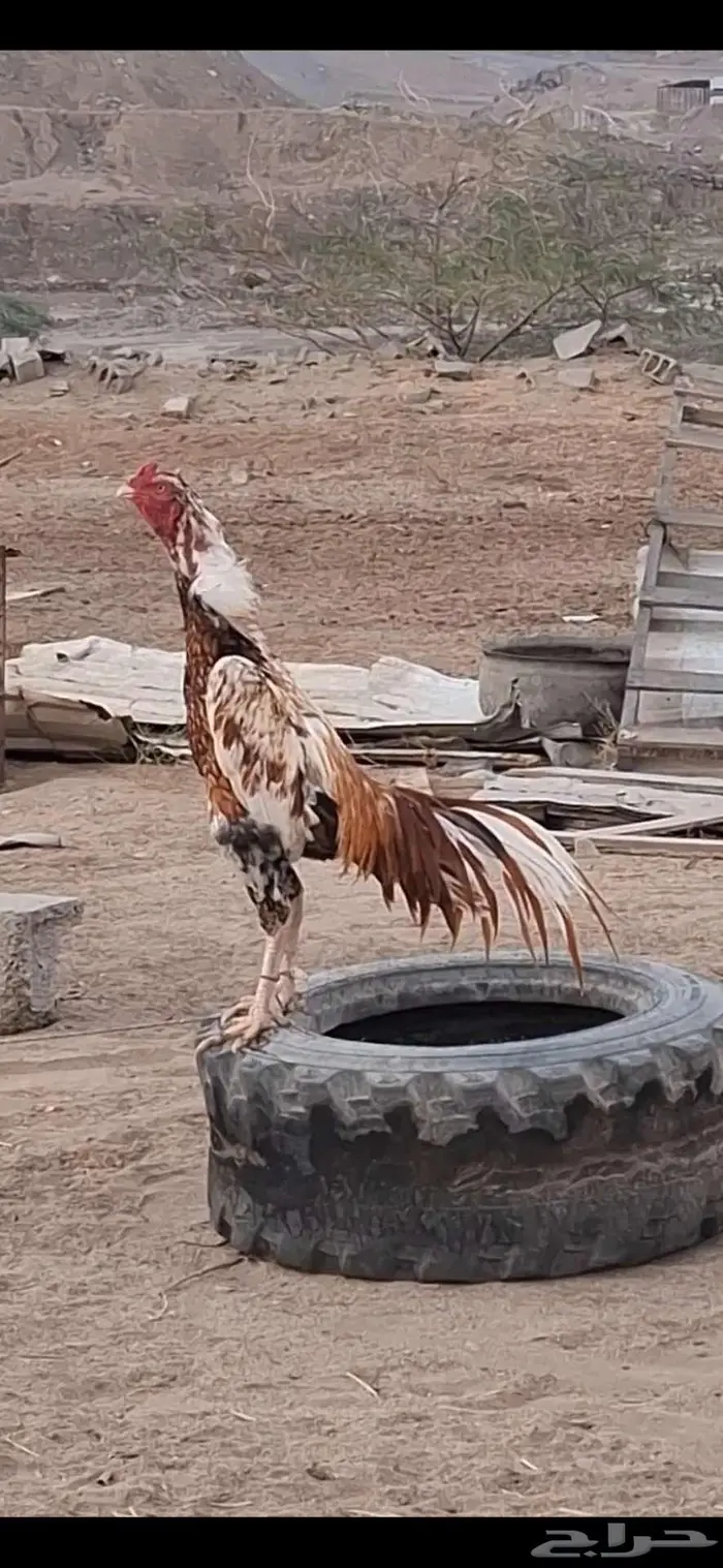 ديك باكستاني 0