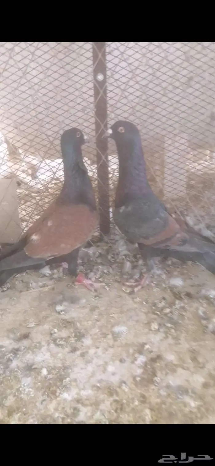 للبيع جوز قرنفليات 0