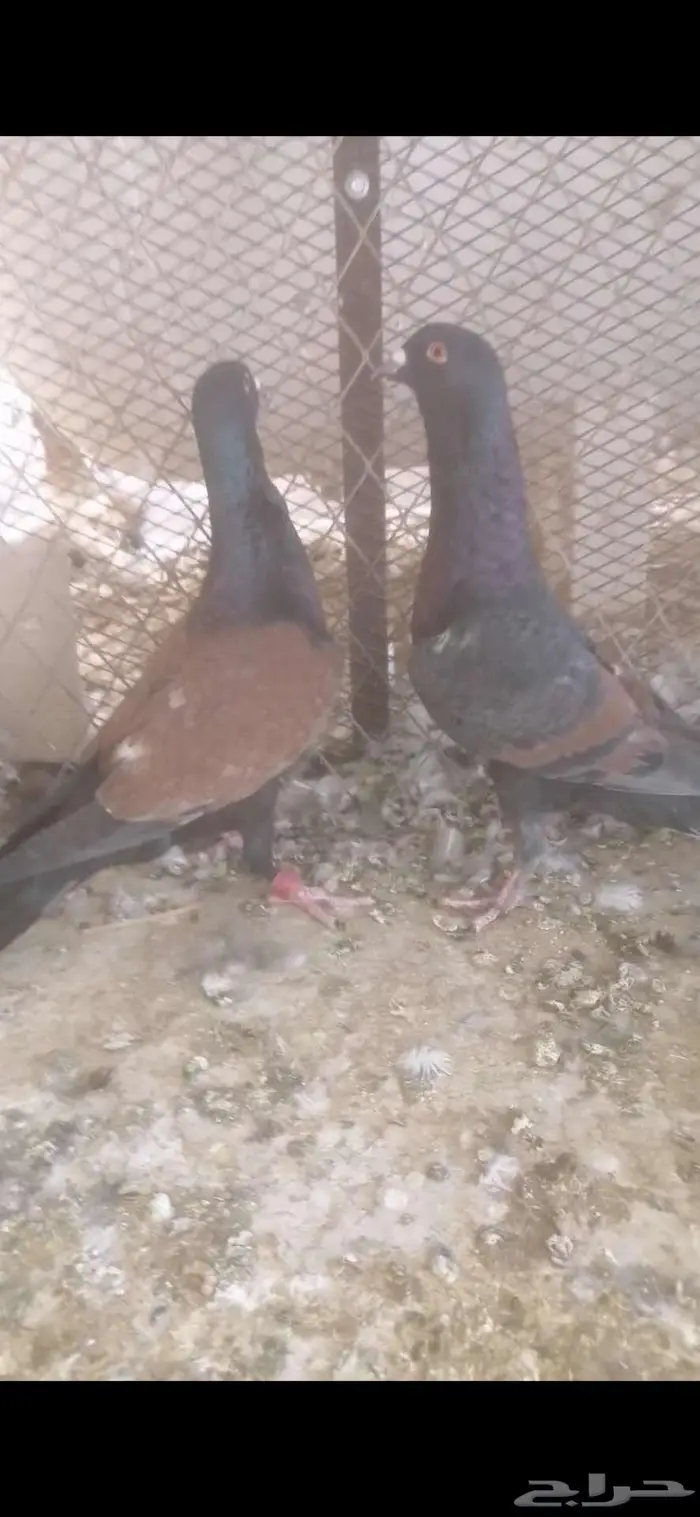 للبيع جوز قرنفليات 1