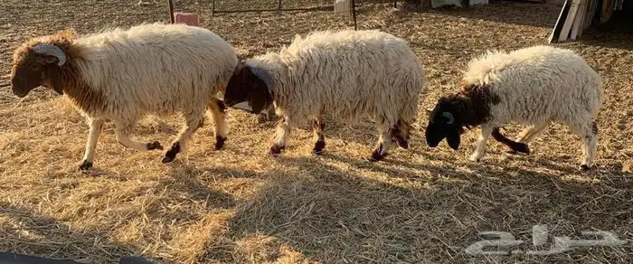 يوجد ثلاث خرفان ذبايح وطيبات للبيع اعمارها صغار 1