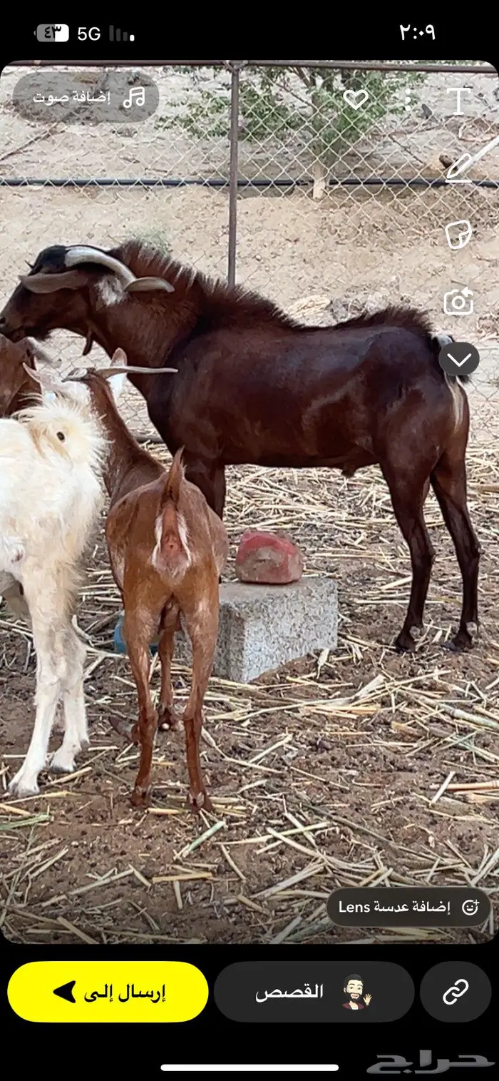 فحل ادهم ادبس محايلي متاوم 0