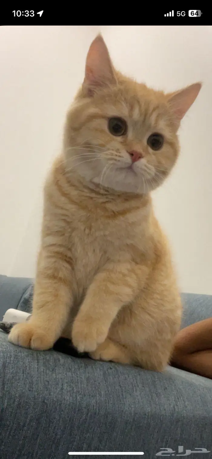 قط سكوتش تبن ي فالنعيريه 0