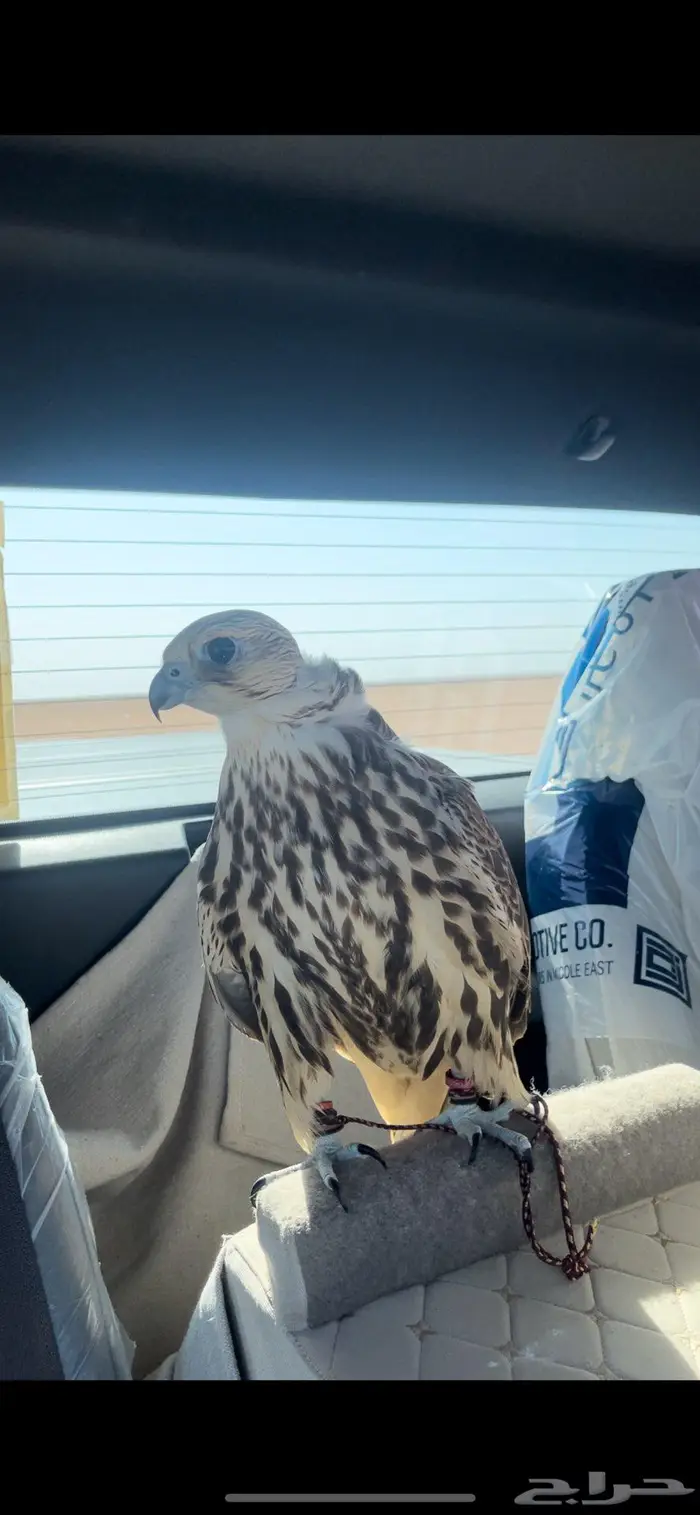 للبيع طير حر 0