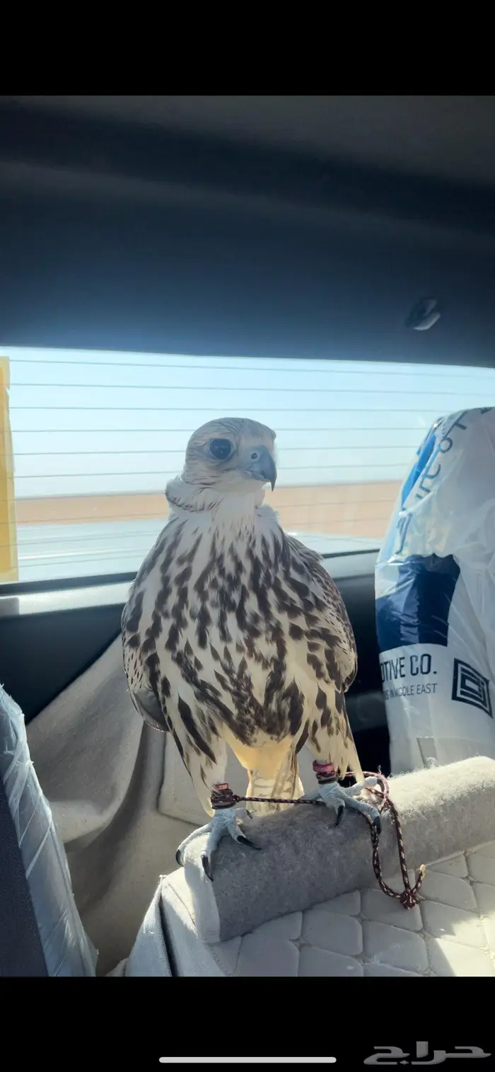 للبيع طير حر 1