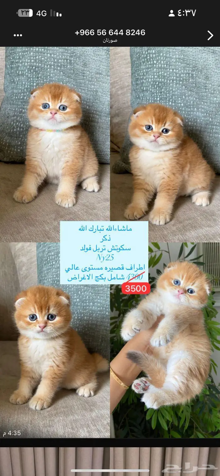 قط للبيع عمره ثلاثه شهور 0