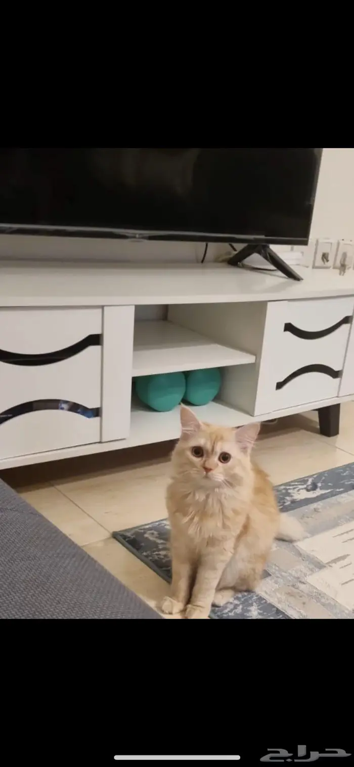 قط ذكر للتبني عمرو سنة ونص 0