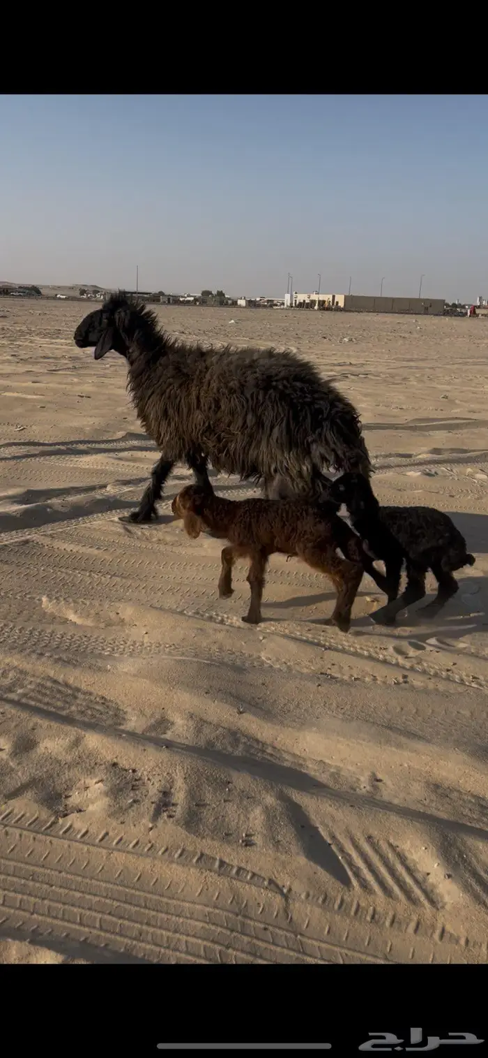 رغوث عربيه توم 0