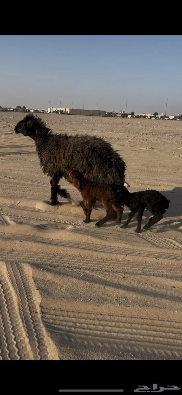 رغوث عربيه توم 1