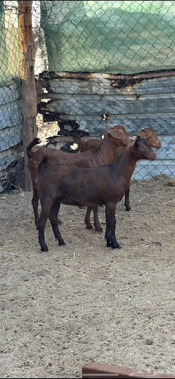 فحل ادهم ولد كلهاري منتج فواخر للبيع 10