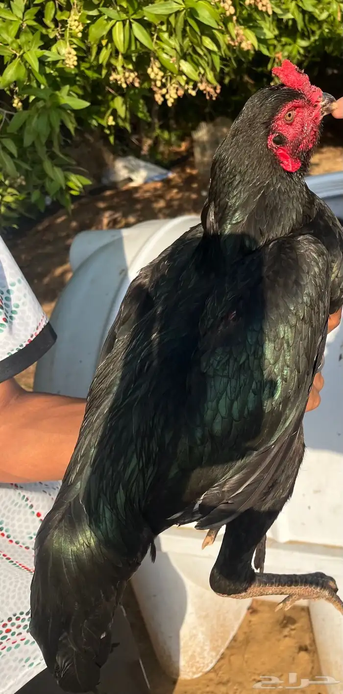 ديك سندي ماديا 3