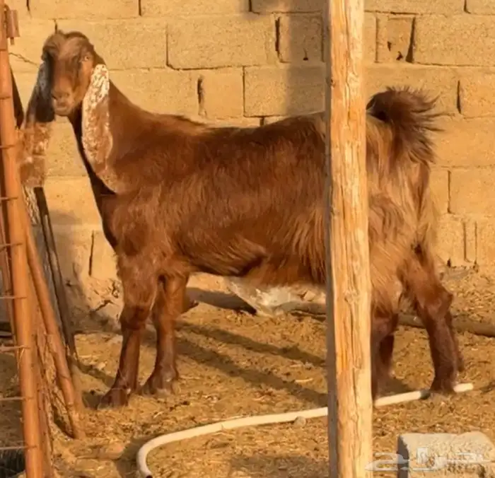 جفار ومعزا مصريات هجين شامي بفحولها مراح 46