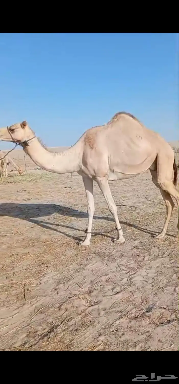 عشرا هجن طيبه 0