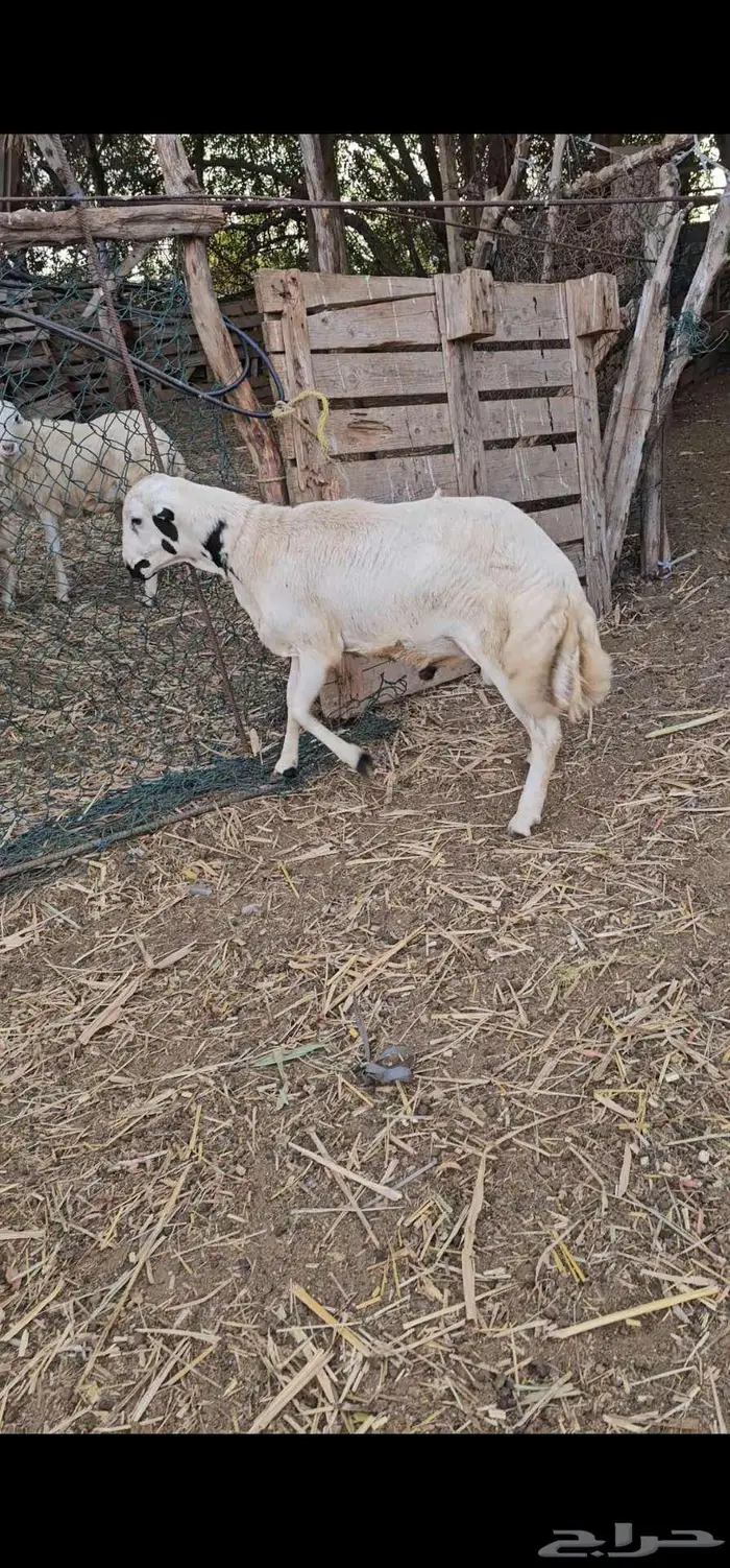 كبش بلدي مشروط صحه ونظافه 3