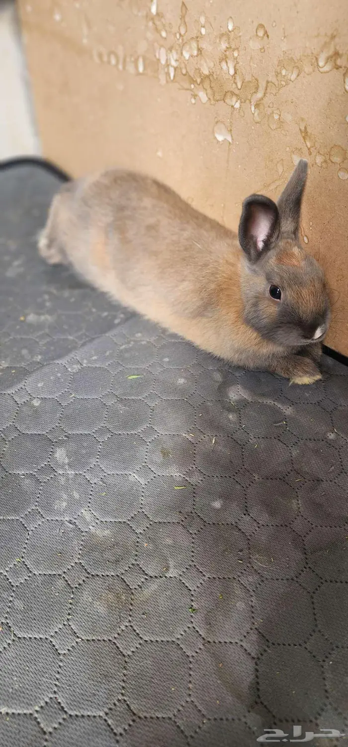 ارنب نذرلاند قزم 2