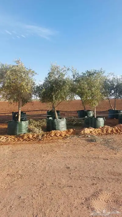 البيع نخل بلدي و شنطني شجار زيتنون index