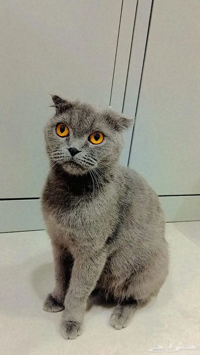 سكوتش للتبني 1