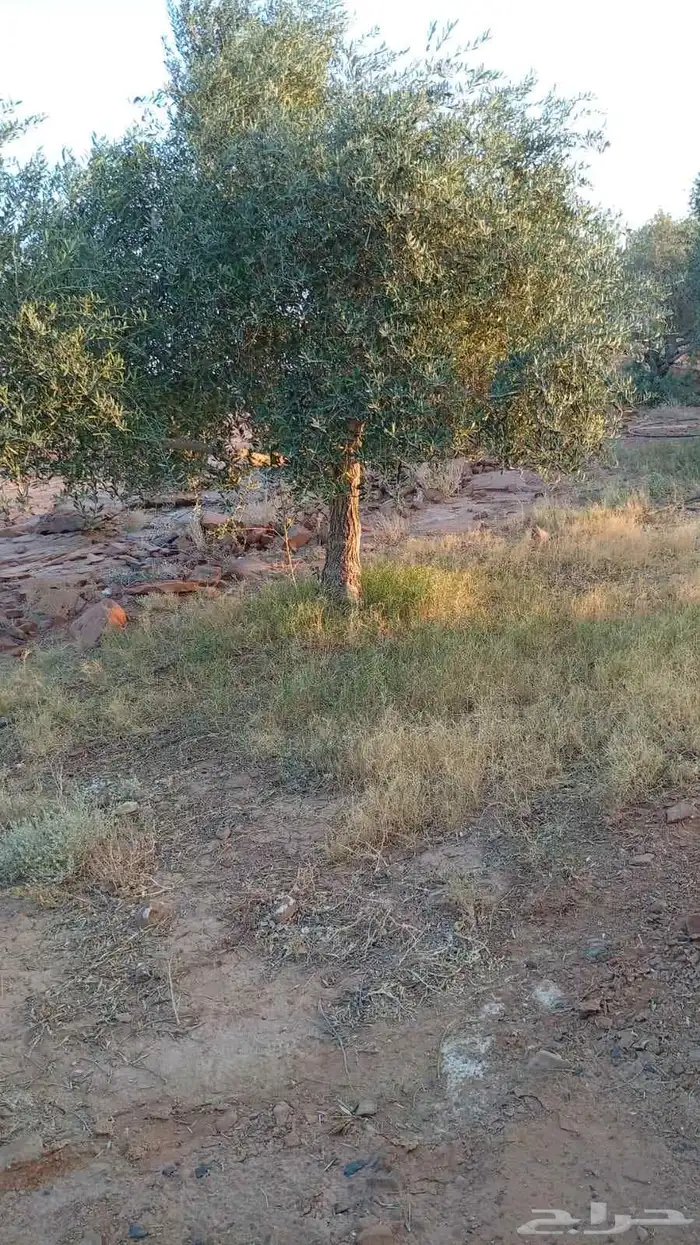 زيتون مثمر نيبالي مثمر مفطن وارض نييالي محسن 6