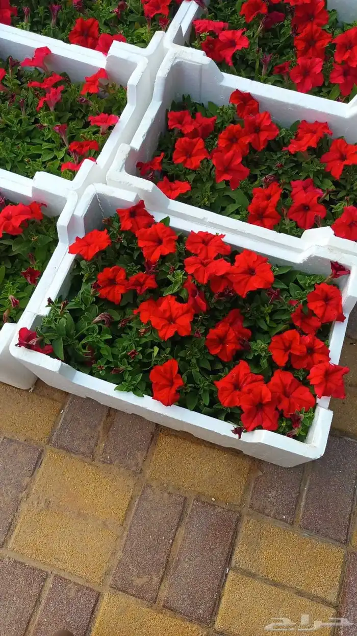 مهندس زراعي متخصص في تنسيق الحدائق وزراعة الأشجار والفلل 8