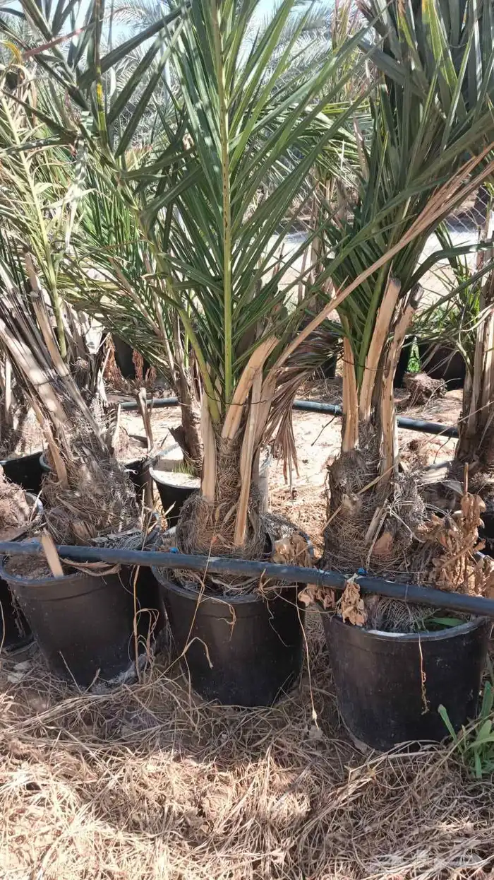 يوجد الدنيا نخل مجذر عجوه وفسايل اخلاص 0