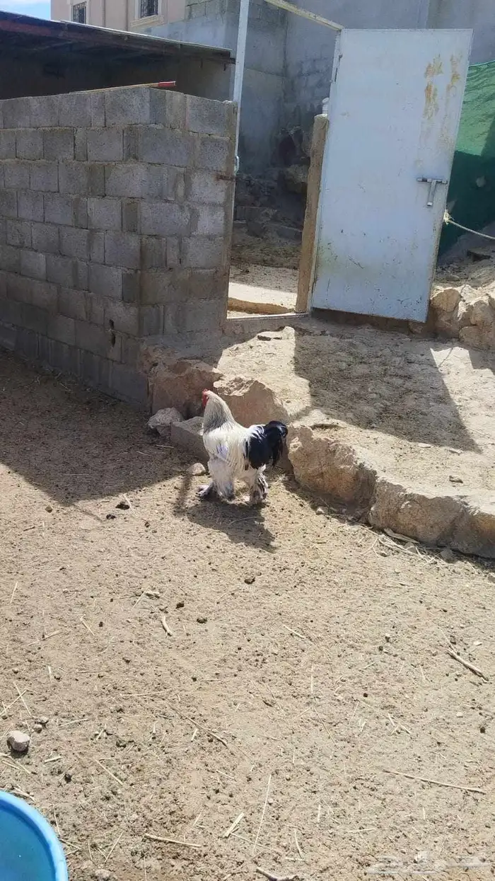 ديك براهما 0