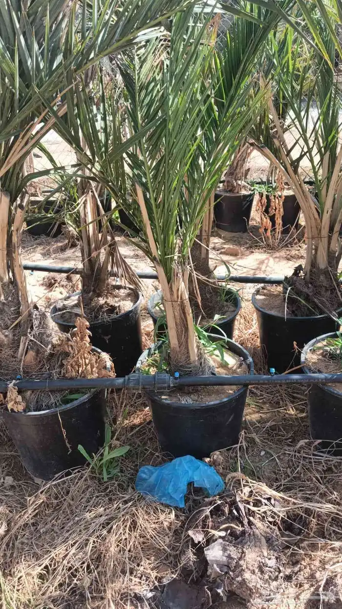 يوجد الدنيا نخل مجذر عجوه وفسايل اخلاص 1