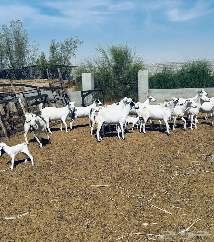 معزا بيشية ولد وقرايب 6