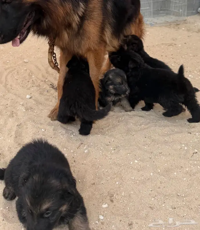 كلاب جرو جيرمان شيبرد 0