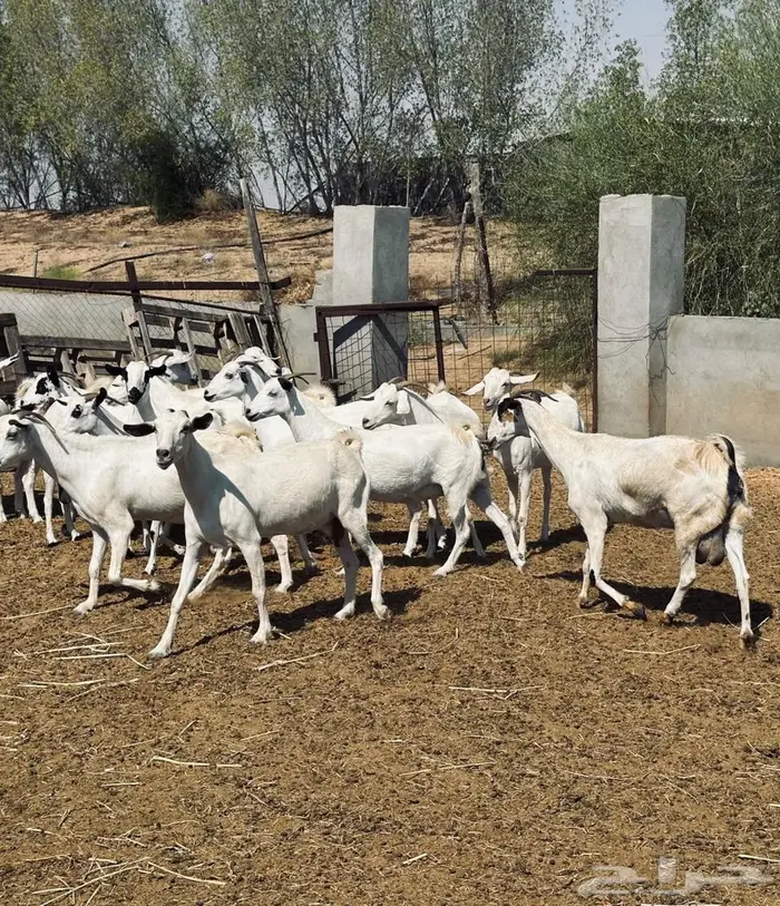 معزا بيشية ولد وقرايب 4