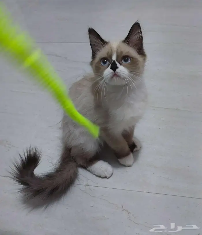 كيتن عمر 3 شهور ونصف قطة قط قطط 1