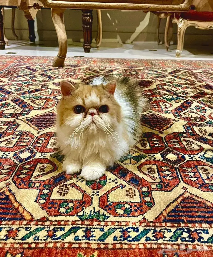 قطط بيكي فيس للتبني 5