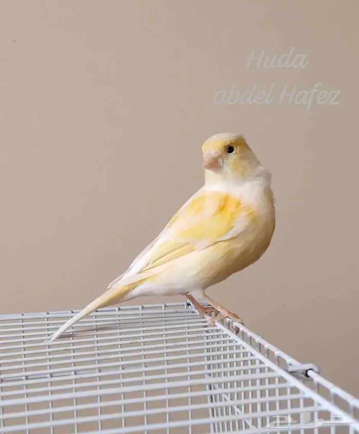 أنثى كناري جاهزة جدا 0